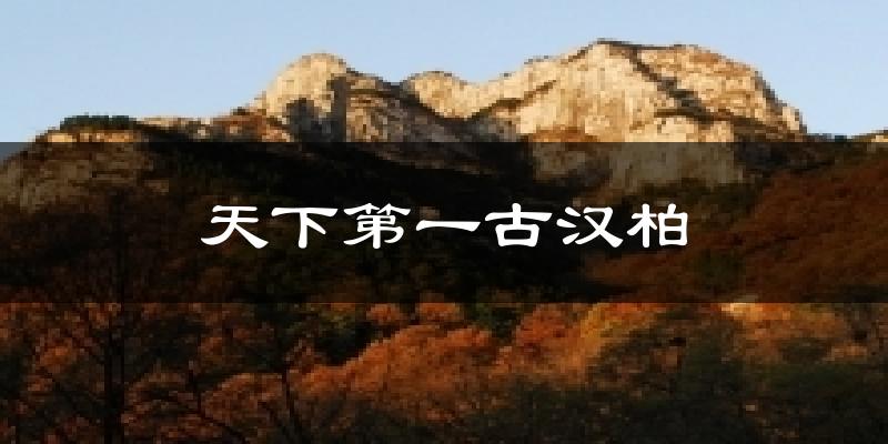 天下第一古汉柏气温