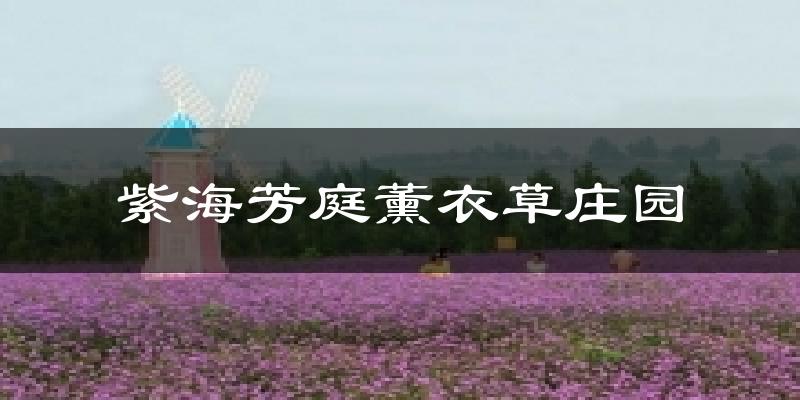 紫海芳庭薰衣草庄园气温