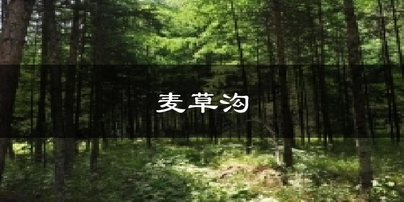 麦草沟气温